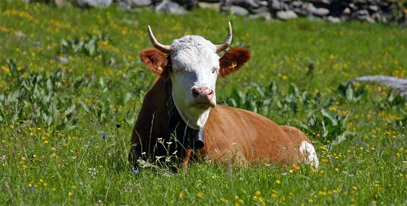 Produzentin der Heumilch