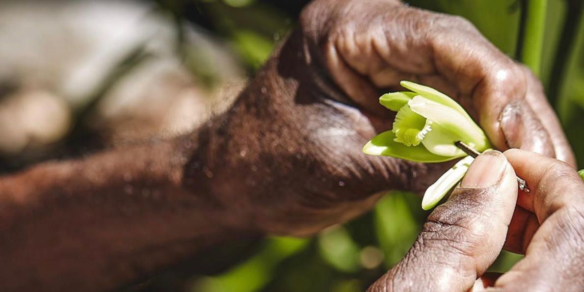 Vorsichtiges Betäuben der Vanille-Blüte