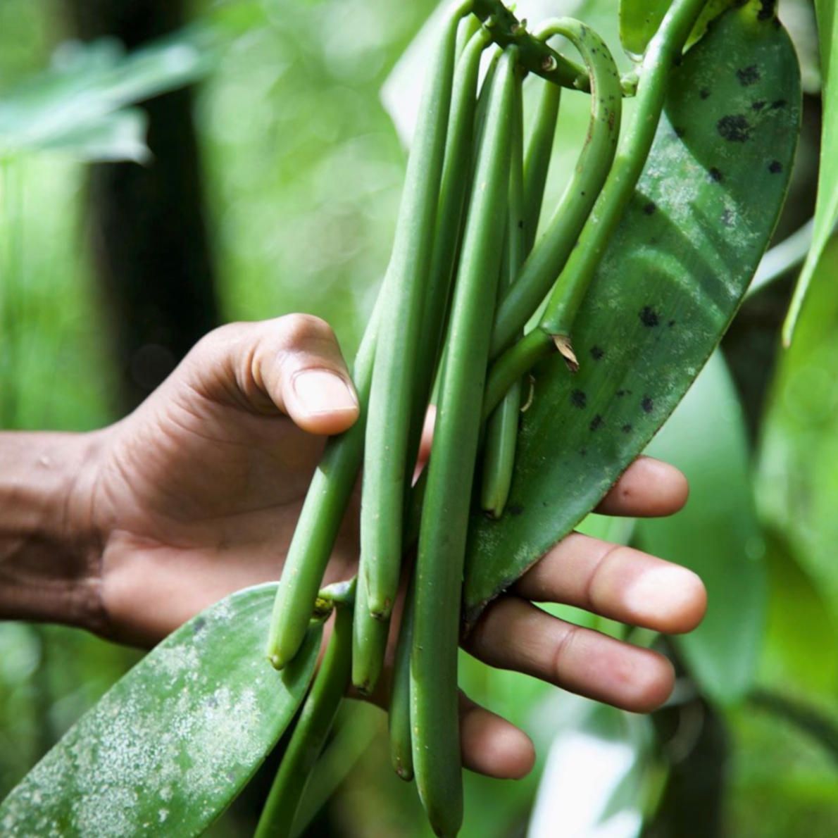 Grüne Vanille vor der Ernte.