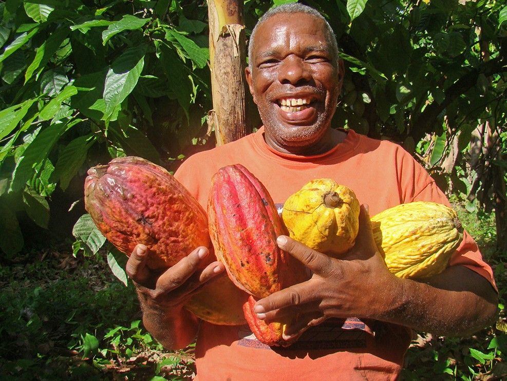 Öko Caribe - Dominikanische Republik - Bio Kakaobohnen