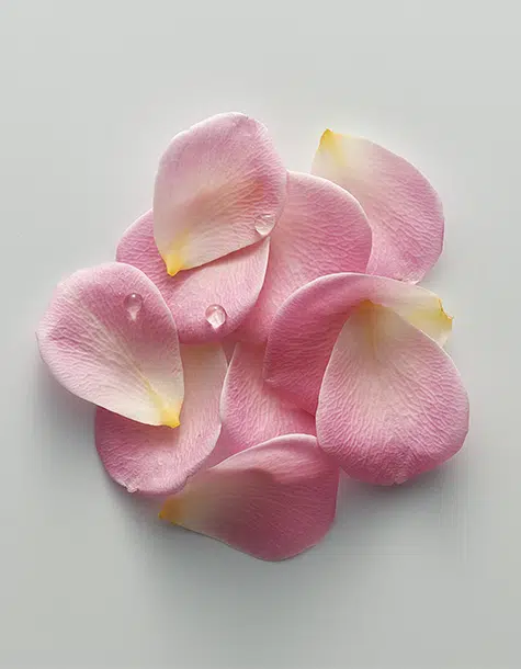 Blütenblätter der Damaszener Rose