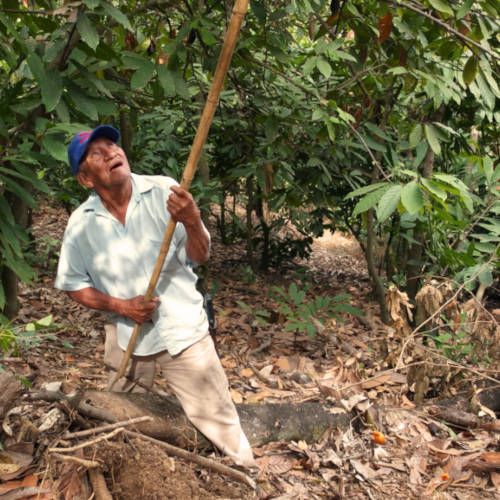 Kakaoernte der Loma Larga Farmer, Peru