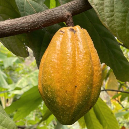 Gran Nativo Blanco Kakaofrucht, Peru