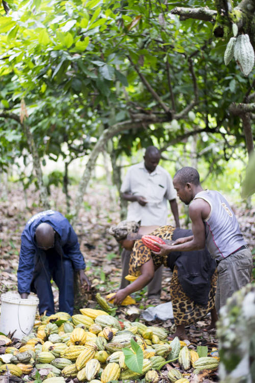 Kakaoernte in Uganda