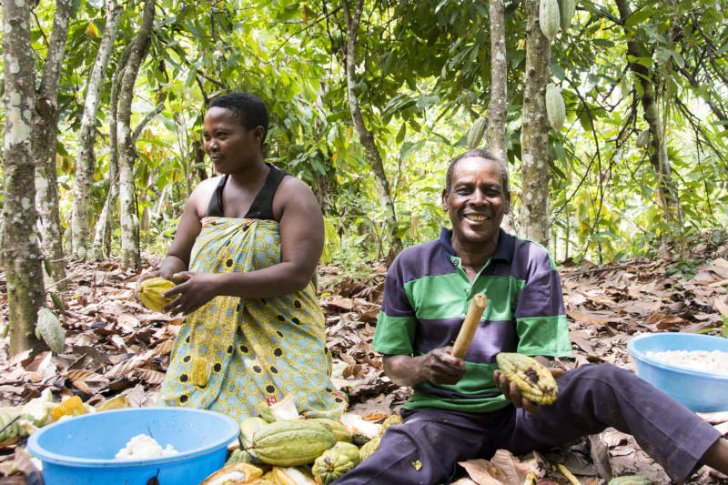 Kakaoernte in Uganda