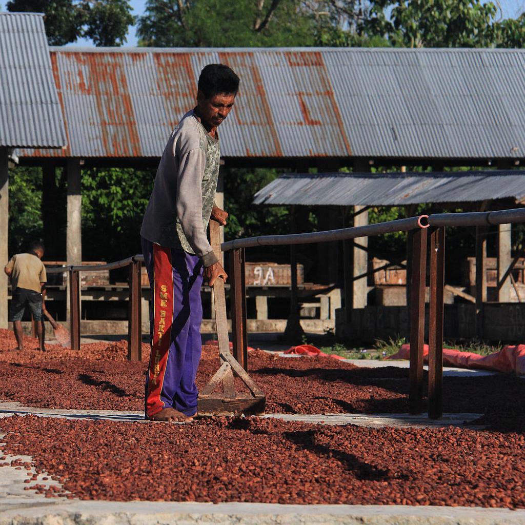 West Sumba - Gaura - Cocoa of Excellence - Kakaobohnen aus Indonesien