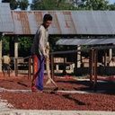 West Sumba - Gaura - Cocoa of Excellence - Kakaobohnen aus Indonesien